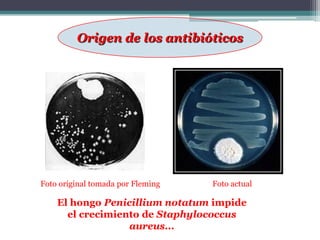 Origen de los antibióticos




Foto original tomada por Fleming   Foto actual

    El hongo Penicillium notatum impide
      el crecimiento de Staphylococcus
                  aureus...
 