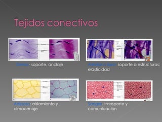 Adiposo : aislamiento y almacenaje Areolar o laxo-  soporte a estructuras; elasticidad  Denso - soporte, anclaje Sangre - transporte y comunicación 