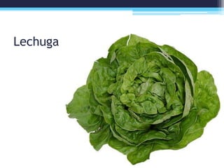 Lechuga
 