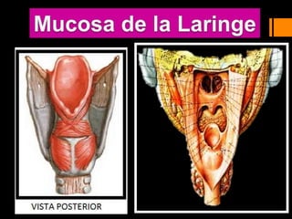 Laringe ANATOMIA DEL CUELLO