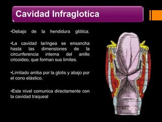 Cavidad Infraglotica
•Debajo de la hendidura glótica.
•La cavidad laríngea se ensancha
hasta las dimensiones de la
circunferencia interna del anillo
cricoideo, que forman sus limites.
•Limitado arriba por la glotis y abajo por
el cono elástico.
•Este nivel comunica directamente con
la cavidad traqueal
 