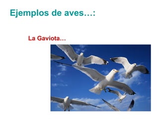Ejemplos de aves…: La Gaviota… 