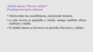 Añublo lanoso "Downy mildew"
Pseudoperonospora cubensis
• Afecta todas las cucurbitáceas, incluyendo malezas.
• es más severa en pepinillo y melón, aunque también afecta
calabaza y sandía.
• El añublo lanoso se favorece en períodos lluviosos y cálidos.
 