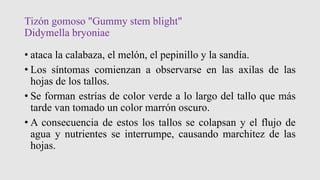 Tizón gomoso "Gummy stem blight"
Didymella bryoniae
• ataca la calabaza, el melón, el pepinillo y la sandía.
• Los síntomas comienzan a observarse en las axilas de las
hojas de los tallos.
• Se forman estrías de color verde a lo largo del tallo que más
tarde van tomado un color marrón oscuro.
• A consecuencia de estos los tallos se colapsan y el flujo de
agua y nutrientes se interrumpe, causando marchitez de las
hojas.
 