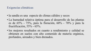 Exigencias climáticas
• la sandía es una especie de climas cálidos y secos
• La humedad relativa óptima para el desarrollo de las plantas
es de 65% - 75%, para la floración, 60% - 70% y para la
fructificación, 55% - 65%.
• los mejores resultados en cuanto a rendimiento y calidad se
obtienen en suelos con alto contenido de materia orgánica,
profundos, aireados y bien drenados.
 