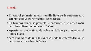 Manejo
• El control primario es usar semilla libre de la enfermedad y
sembrar cultivares resistentes, de haberlos.
• En terrenos donde se presenta la enfermedad se deben rotar
con otro cultivo por lo menos 2 años.
• aspersiones preventivas de cobre al follaje para proteger el
follaje nuevo.
• pero esto no es de mucha ayuda cuando la enfermedad ya se
encuentra en estado epidémico.
 