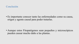 Conclusión
• Es importante conocer tanto las enfermedades como su causa,
origen y agente causal para poder tratarlas.
• Aunque estos Fitopatógenos sean pequeños y microscópicos
pueden causar mucho daño a las plantas.
 