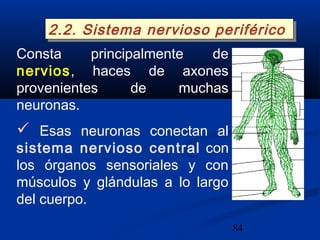 84
Consta principalmente de
nervios, haces de axones
provenientes de muchas
neuronas.
 Esas neuronas conectan al
sistema nervioso central con
los órganos sensoriales y con
músculos y glándulas a lo largo
del cuerpo.
2.2. Sistema nervioso periférico2.2. Sistema nervioso periférico
 