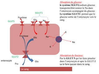 Fructose
Fructose NaGlu
SGLUT1
Na
K
K
NaGlu
Fru
Glu
GLUT2
GLUT5
Le sang
Absoption du glucose:
le système SGLT1(sodium glucose
transporter)fait rentrer le Na dans
l’enterocyte acompagné du glucose
Le système GLUT2: permet que le
glucose sortie de l’entyrocyte vers le
sang.
Absorption du fructose:
Par le GLUT 5 qui lui faire pinaitre
dans l’entyrocyte et apre le GLUT 2
va le faire passer dans le sang.
enterocyte
 