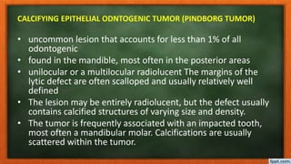CALCIFYING EPITHELIAL ODNTOGENIC TUMOR (PINDBORG TUMOR)
• uncommon lesion that accounts for less than 1% of all
odontogenic
• found in the mandible, most often in the posterior areas
• unilocular or a multilocular radiolucent The margins of the
lytic defect are often scalloped and usually relatively well
defined
• The lesion may be entirely radiolucent, but the defect usually
contains calcified structures of varying size and density.
• The tumor is frequently associated with an impacted tooth,
most often a mandibular molar. Calcifications are usually
scattered within the tumor.
 
