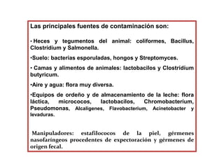 Las principales fuentes de contaminación son:
• Heces y tegumentos del animal: coliformes, BaciIlus,
Clostrídíum y Salmonella.
•Suelo: bacterias esporuladas, hongos y Streptomyces.
• Camas y alimentos de animales: lactobacilos y Clostrídíum
butyricum.
•Aire y agua: flora muy diversa.
•Equipos de ordeño y de almacenamiento de la leche: flora
láctica, micrococos, lactobacilos, Chromobacteríum,
Pseudomonas, AIcaligenes, Flavobacterium, Acinetobacter y
levaduras.
Manipuladores: estafilococos de la piel, gérmenes
nasofaríngeos procedentes de expectoración y gérmenes de
origen fecal.
 