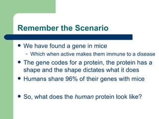 Remember the Scenario We have found a gene in mice Which when active makes them immune to a disease The gene codes for a protein, the protein has a shape and the shape dictates what it does Humans share 96% of their genes with mice So, what does the  human  protein look like? 