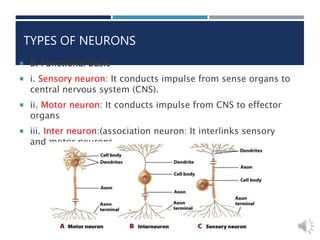  B. Functional basis
 i. Sensory neuron: It conducts impulse from sense organs to
central nervous system (CNS).
 ii. Motor neuron: It conducts impulse from CNS to effector
organs
 iii. Inter neuron:(association neuron: It interlinks sensory
and motor neurons.
TYPES OF NEURONS
 