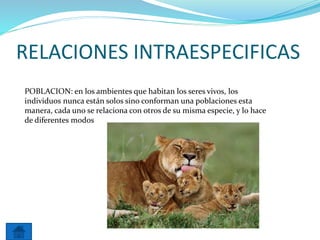 RELACIONES INTRAESPECIFICAS
POBLACION: en los ambientes que habitan los seres vivos, los
individuos nunca están solos sino conforman una poblaciones esta
manera, cada uno se relaciona con otros de su misma especie, y lo hace
de diferentes modos
 