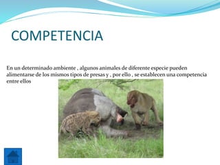 COMPETENCIA
En un determinado ambiente , algunos animales de diferente especie pueden
alimentarse de los mismos tipos de presas y , por ello , se establecen una competencia
entre ellos
 