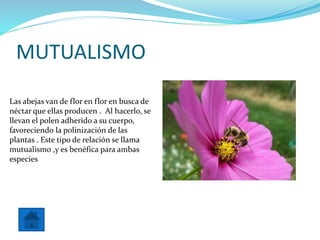 MUTUALISMO
Las abejas van de flor en flor en busca de
néctar que ellas producen . Al hacerlo, se
llevan el polen adherido a su cuerpo,
favoreciendo la polinización de las
plantas . Este tipo de relación se llama
mutualismo ,y es benéfica para ambas
especies
 