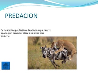 PREDACION
Se denomina predación a la relación que ocurre
cuando un predador ataca a su presa para
comerla
 