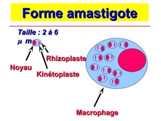 Forme amastigote
Forme amastigote
Noyau
Noyau
Kinétoplaste
Kinétoplaste
Rhizoplaste
Rhizoplaste
Macrophage
Macrophage
Taille : 2 à 6
Taille : 2 à 6

m
m
 