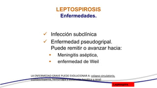 LEPTOSPIROSIS
Enfermedades.
 Infección subclínica
 Enfermedad pseudogripal.
Puede remitir o avanzar hacia:
 Meningitis aséptica,
 enfermedad de Weil
LA ENFERMEDAD GRAVE PUEDE EVOLUCIONAR A: colapso circulatorio,
trombocitopenia, hemorragia y disfunción hepática y renal.
Leptospira
 