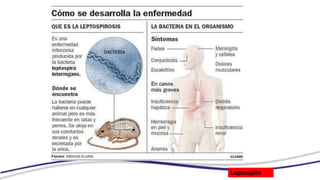 Leptospira
 