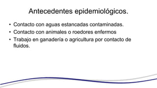 Antecedentes epidemiológicos.
• Contacto con aguas estancadas contaminadas.
• Contacto con animales o roedores enfermos
• Trabajo en ganadería o agricultura por contacto de
fluidos.
 