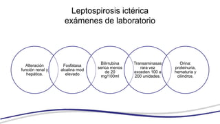 Leptospirosis ictérica
exámenes de laboratorio
Alteración
función renal y
hepática.
Fosfatasa
alcalina mod
elevado
Bilirrubina
serica menos
de 20
mg/100ml
Transaminasas
rara vez
exceden 100 a
200 unidades.
Orina:
proteinuria,
hematuria y
cilindros.
 