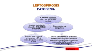 LEPTOSPIROSIS
PATOGENIA
P. entrada: mucosas,
piel x ser delgadas y
móviles.
Diseminación vía
sanguínea.
Puede DISEMINAR a todos los
tejidos (daña endotelio pequeños
vasos dando manifestaciones como:
meningitis, daño hepático o
renal, hemorragias)
Primero se encuentra
en sangre o LCR al
inicio. Después en orina
al final.
Los Acs controlan la
infección. INMUNIDAD
HUMORAL.
Leptospira
 