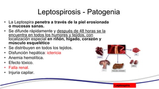 Leptospirosis - Patogenia
• La Leptospira penetra a través de la piel erosionada
o mucosas sanas.
• Se difunde rápidamente y después de 48 horas se la
encuentra en todos los humores y tejidos, con
localización especial en riñón, hígado, corazón y
músculo esquelético
• Se distribuyen en todos los tejidos.
• Disfunción hepática: ictericia
• Anemia hemolítica.
• Efecto tóxico.
• Falla renal.
• Injuria capilar.
9
Leptospira
 