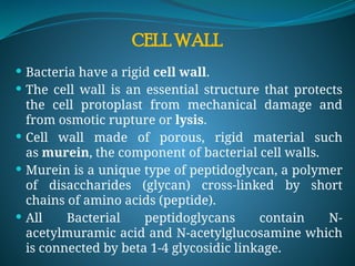 CELL WALL
 Bacteria have a rigid cell wall.
 The cell wall is an essential structure that protects
the cell protoplast from mechanical damage and
from osmotic rupture or lysis.
 Cell wall made of porous, rigid material such
as murein, the component of bacterial cell walls.
 Murein is a unique type of peptidoglycan, a polymer
of disaccharides (glycan) cross-linked by short
chains of amino acids (peptide).
 All Bacterial peptidoglycans contain N-
acetylmuramic acid and N-acetylglucosamine which
is connected by beta 1-4 glycosidic linkage.
 