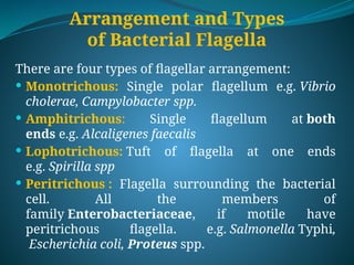 Arrangement and Types
of Bacterial Flagella
There are four types of flagellar arrangement:
 Monotrichous: Single polar flagellum e.g. Vibrio
cholerae, Campylobacter spp.
 Amphitrichous: Single flagellum at both
ends e.g. Alcaligenes faecalis
 Lophotrichous: Tuft of flagella at one ends
e.g. Spirilla spp
 Peritrichous : Flagella surrounding the bacterial
cell. All the members of
family Enterobacteriaceae, if motile have
peritrichous flagella. e.g. Salmonella Typhi,
Escherichia coli, Proteus spp.
 