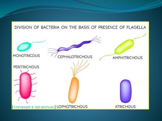 Lesson 2- Bacteria structuresLesson 2- Bacteria structuresLesson 2- Bacteria structuresLesson 2- Bacteria structuresLesson 2- Bacteria structuresLesson 2- Bacteria structuresLesson 2- Bacteria structures.pptx