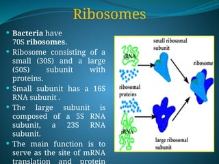 Ribosomes
 Bacteria have
70S ribosomes.
 Ribosome consisting of a
small (30S) and a large
(50S) subunit with
proteins.
 Small subunit has a 16S
RNA subunit .
 The large subunit is
composed of a 5S RNA
subunit, a 23S RNA
subunit.
 The main function is to
serve as the site of mRNA
translation and protein
 