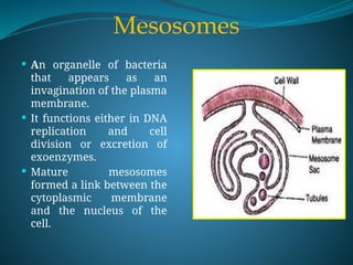 Mesosomes
 An organelle of bacteria
that appears as an
invagination of the plasma
membrane.
 It functions either in DNA
replication and cell
division or excretion of
exoenzymes.
 Mature mesosomes
formed a link between the
cytoplasmic membrane
and the nucleus of the
cell.
 