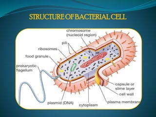 STRUCTURE OF BACTERIAL CELL
 