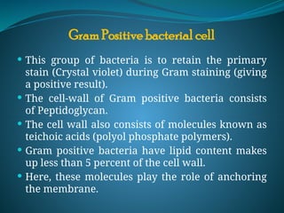  This group of bacteria is to retain the primary
stain (Crystal violet) during Gram staining (giving
a positive result).
 The cell-wall of Gram positive bacteria consists
of Peptidoglycan.
 The cell wall also consists of molecules known as
teichoic acids (polyol phosphate polymers).
 Gram positive bacteria have lipid content makes
up less than 5 percent of the cell wall.
 Here, these molecules play the role of anchoring
the membrane.
Gram Positive bacterial cell
 