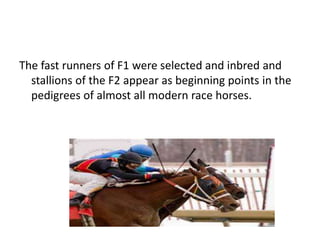 The fast runners of F1 were selected and inbred and
stallions of the F2 appear as beginning points in the
pedigrees of almost all modern race horses.
 
