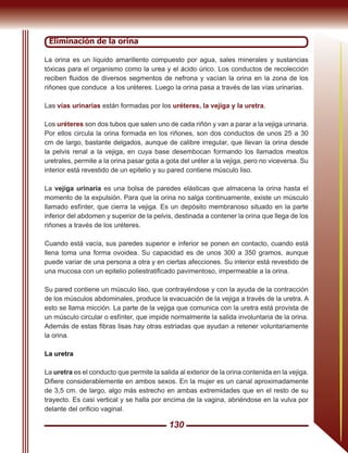 130
Eliminación de la orina
La orina es un líquido amarillento compuesto por agua, sales minerales y sustancias
tóxicas para el organismo como la urea y el ácido úrico. Los conductos de recolección
reciben ﬂuidos de diversos segmentos de nefrona y vacían la orina en la zona de los
riñones que conduce a los uréteres. Luego la orina pasa a través de las vías urinarias.
Las vías urinarias están formadas por los uréteres, la vejiga y la uretra.
Los uréteres son dos tubos que salen uno de cada riñón y van a parar a la vejiga urinaria.
Por ellos circula la orina formada en los riñones, son dos conductos de unos 25 a 30
cm de largo, bastante delgados, aunque de calibre irregular, que llevan la orina desde
la pelvis renal a la vejiga, en cuya base desembocan formando los llamados meatos
uretrales, permite a la orina pasar gota a gota del uréter a la vejiga, pero no viceversa. Su
interior está revestido de un epitelio y su pared contiene músculo liso.
La vejiga urinaria es una bolsa de paredes elásticas que almacena la orina hasta el
momento de la expulsión. Para que la orina no salga continuamente, existe un músculo
llamado esfínter, que cierra la vejiga. Es un depósito membranoso situado en la parte
inferior del abdomen y superior de la pelvis, destinada a contener la orina que llega de los
riñones a través de los uréteres.
Cuando está vacía, sus paredes superior e inferior se ponen en contacto, cuando está
llena toma una forma ovoidea. Su capacidad es de unos 300 a 350 gramos, aunque
puede variar de una persona a otra y en ciertas afecciones. Su interior está revestido de
una mucosa con un epitelio poliestratiﬁcado pavimentoso, impermeable a la orina.
Su pared contiene un músculo liso, que contrayéndose y con la ayuda de la contracción
de los músculos abdominales, produce la evacuación de la vejiga a través de la uretra. A
esto se llama micción. La parte de la vejiga que comunica con la uretra está provista de
un músculo circular o esfínter, que impide normalmente la salida involuntaria de la orina.
Además de estas ﬁbras lisas hay otras estriadas que ayudan a retener voluntariamente
la orina.
La uretra
La uretra es el conducto que permite la salida al exterior de la orina contenida en la vejiga.
Diﬁere considerablemente en ambos sexos. En la mujer es un canal aproximadamente
de 3,5 cm. de largo, algo más estrecho en ambas extremidades que en el resto de su
trayecto. Es casi vertical y se halla por encima de la vagina, abriéndose en la vulva por
delante del oriﬁcio vaginal.
 