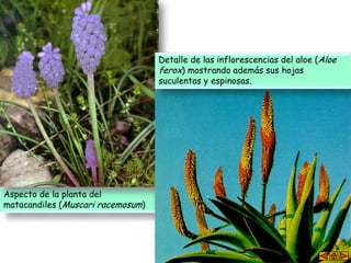Aspecto de la planta del
matacandiles (Muscari racemosum)
Detalle de las inflorescencias del aloe (Aloe
ferox) mostrando además sus hojas
suculentas y espinosas.
 