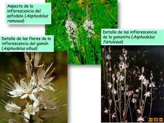Aspecto de la
inflorescencia del
asfodelo (Asphodelus
ramosus)
Detalle de las flores de la
inflorescencia del gamón
(Asphodelus albus)
Detalle de las inflorescencia
de la gamonita (Asphodelus
fistulosus)
 
