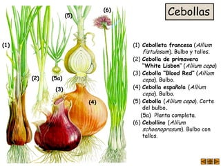 Cebollas
(1) (1) Cebolleta francesa (Allium
fistulosum). Bulbo y tallos.
(2)
(2) Cebolla de primavera
“White Lisbon” (Allium cepa)
(3)
(3) Cebolla “Blood Red” (Allium
cepa). Bulbo.(5a)
(5a) Planta completa.
(4)
(4) Cebolla española (Allium
cepa). Bulbo.
(5)
(6)
(5) Cebolla (Allium cepa). Corte
del bulbo.
(6) Cebollino (Allium
schoenoprasum). Bulbo con
tallos.
 