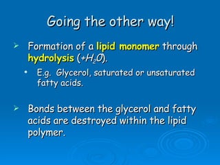 Going the other way! Formation of a  lipid monomer  through  hydrolysis  ( +H 2 0 ). E.g.  Glycerol, saturated or unsaturated fatty acids. Bonds between the glycerol and fatty acids are destroyed within the lipid polymer. 
