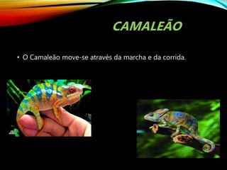 CAMALEÃO
• O Camaleão move-se através da marcha e da corrida.
 