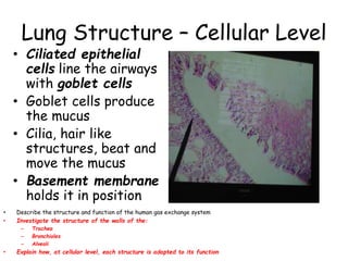 Lung Structure – Cellular Level
• Ciliated epithelial
cells line the airways
with goblet cells
• Goblet cells produce
the mucus
• Cilia, hair like
structures, beat and
move the mucus
• Basement membrane
holds it in position
• Describe the structure and function of the human gas exchange system
• Investigate the structure of the walls of the:
– Trachea
– Bronchioles
– Alveoli
• Explain how, at cellular level, each structure is adapted to its function
 