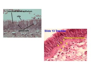 Lung structure function_and_cellular_function