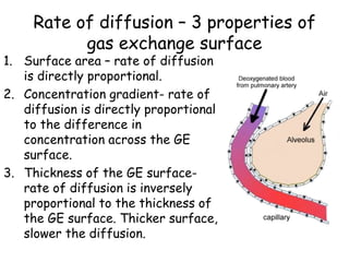Rate of diffusion – 3 properties of
gas exchange surface
1. Surface area – rate of diffusion
is directly proportional.
2. Concentration gradient- rate of
diffusion is directly proportional
to the difference in
concentration across the GE
surface.
3. Thickness of the GE surface-
rate of diffusion is inversely
proportional to the thickness of
the GE surface. Thicker surface,
slower the diffusion.
 
