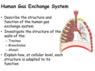 Human Gas Exchange System
• Describe the structure and
function of the human gas
exchange system
• Investigate the structure of the
walls of the:
– Trachea
– Bronchioles
– Alveoli
• Explain how, at cellular level, each
structure is adapted to its
function
 