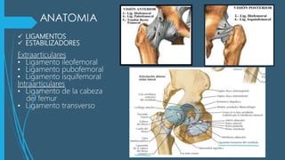  LIGAMENTOS
 ESTABILIZADORES
Extraarticulares
• Ligamento ileofemoral
• Ligamento pubofemoral
• Ligamento isquifemoral
Intraarticulares
• Ligamento de la cabeza
del femur
• Ligamento transverso
 
