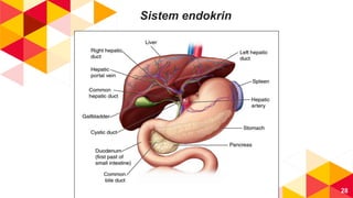 28
Sistem endokrin
 