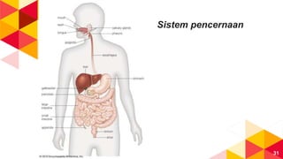 31
Sistem pencernaan
 
