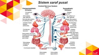 37
Sistem saraf pusat
 